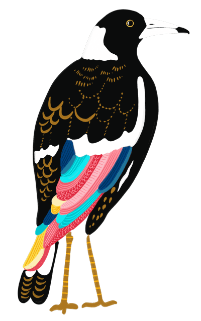 Illustration of a black and white bird with colourful underneath feathers.